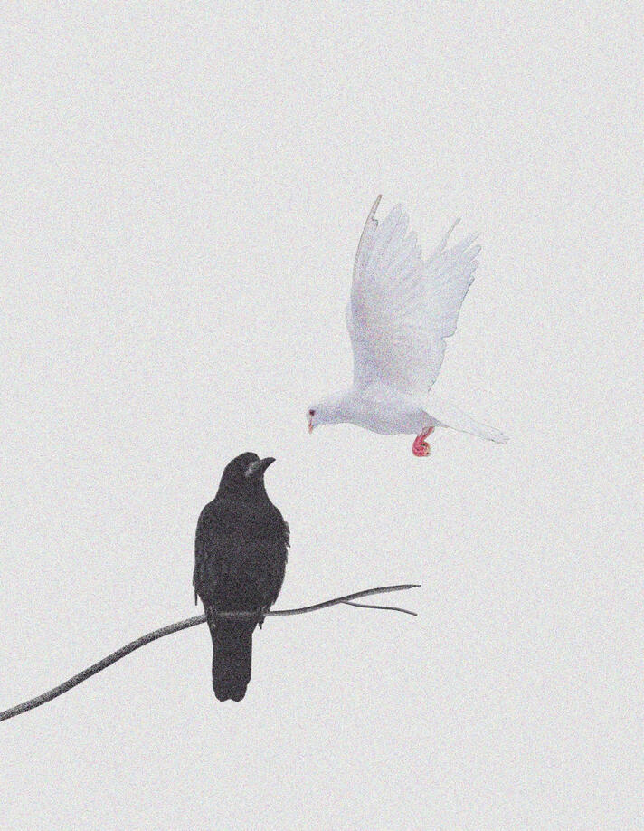 ‘Dove and Crow, April 16, 2025’.